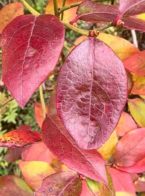 Fall Fun Art Camp for Women, Thurs Nov 19 2026